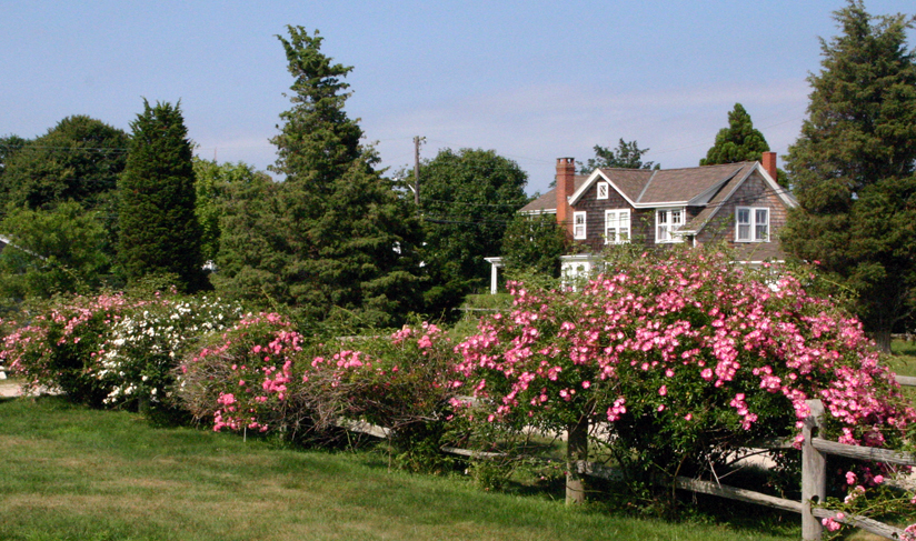 Rose Fence